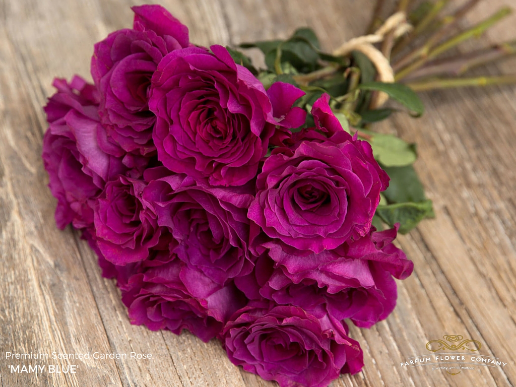 ROSE MAMY BLUE 50